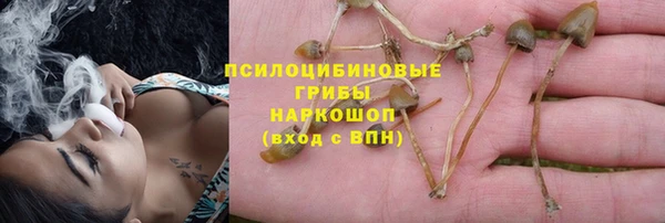 прущие грибы Инта